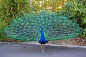 رنگ آمیزی طاووس