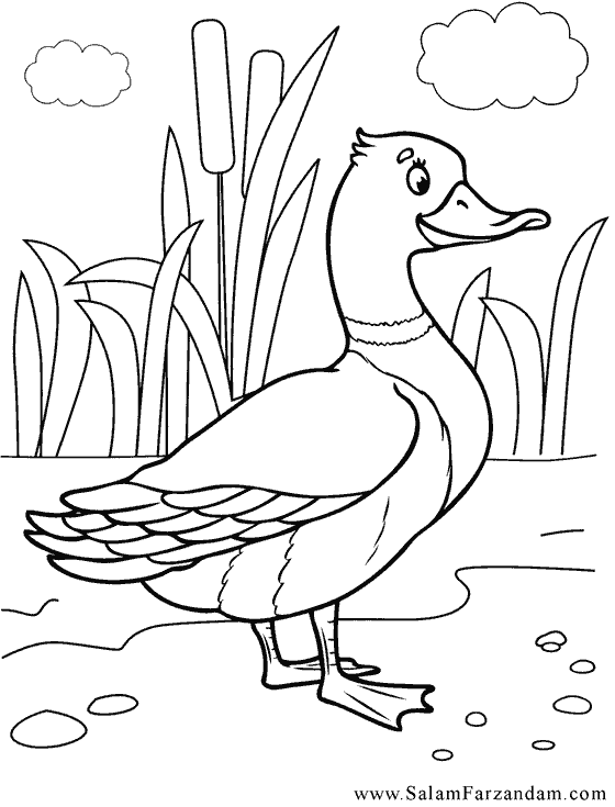 رنگ امیزی اردک در نیزارها