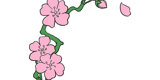 آموزش نقاشی شکوفه های گیلاس