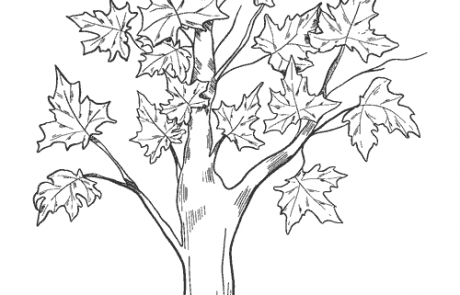 نقاشی درخت پاییزی برای رنگ آمیزی