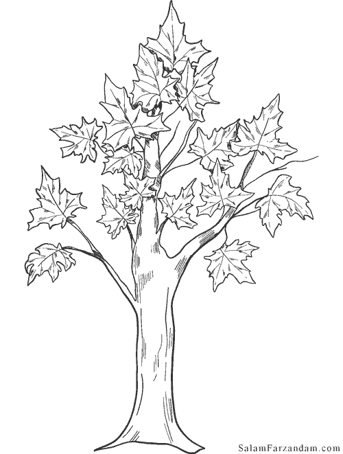 نقاشی درخت پاییزی برای رنگ آمیزی